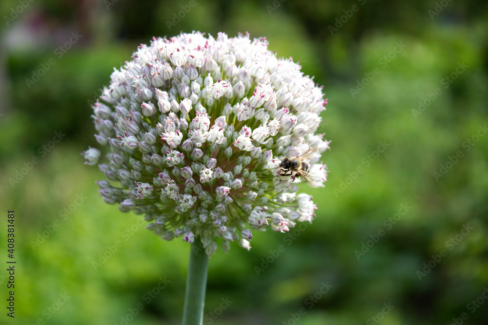 Bee and garlic flower close up, on blurred green background, selected focus Bee and garlic flower close up, on blurred green background, selected focus