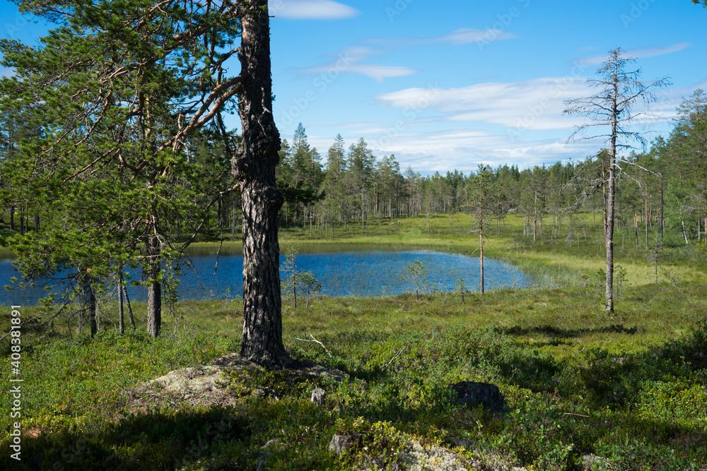 Swamp Landscape In Oppland In Norway