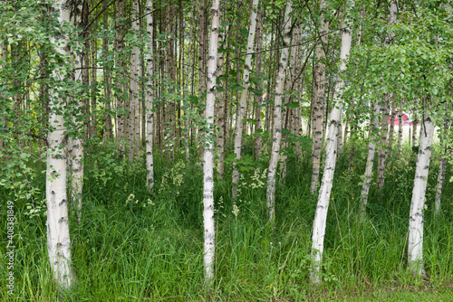 Fototapeta Naklejka Na Ścianę i Meble -  Birch Trees In Oppland In Norway