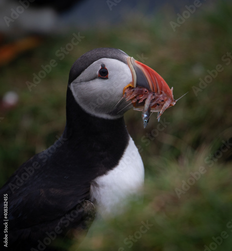 Puffin, Faroe Islands
