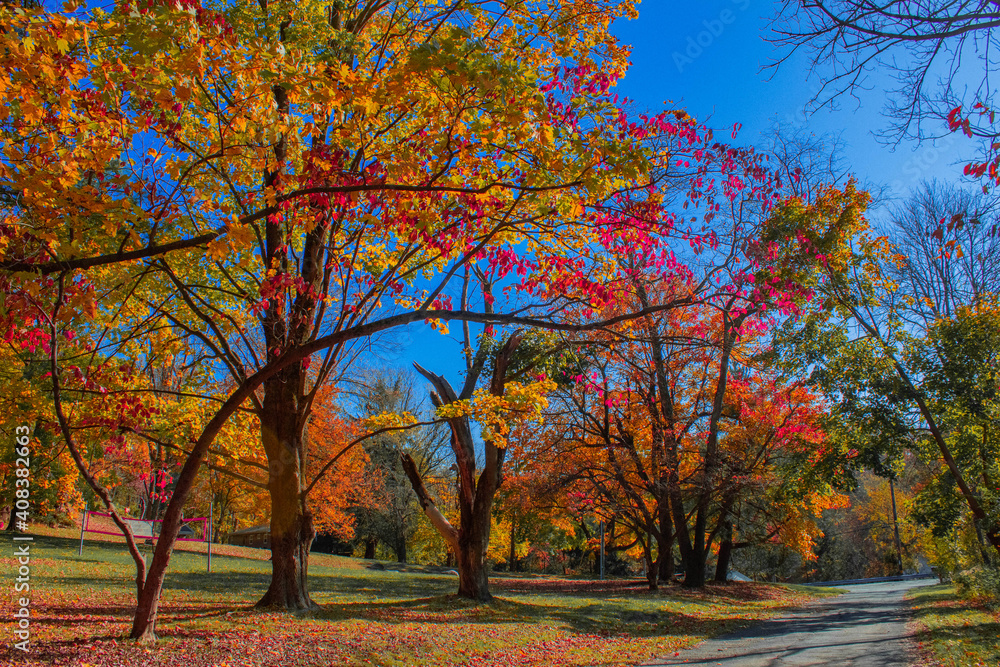 Fototapeta premium autumn trees in the park