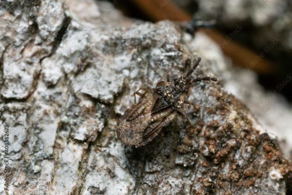 Flat bug, Aradus depressus on aspen wood Flat bug, Aradus depressus on aspen wood