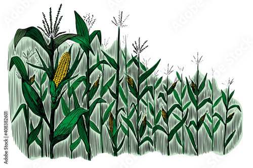Black corn field sketch in vintage style on white background. Vintage nature illustration. Hand drawn illustration. Nature background vector.