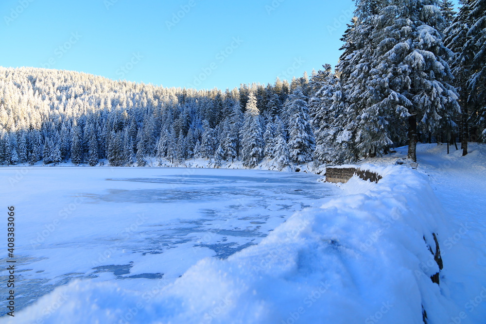 Lav vert dans la Vallée de Munster en Alsace en hiver