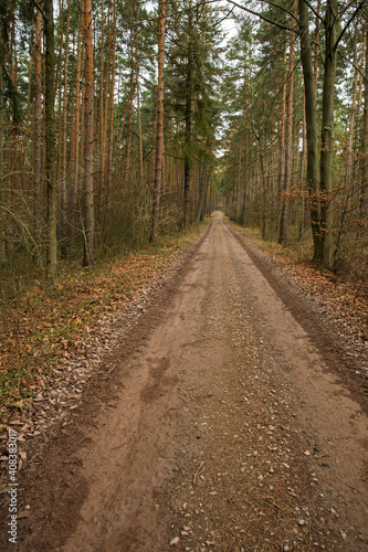 Straight And Brown Gravel Road In A Pine Forest In Autumn