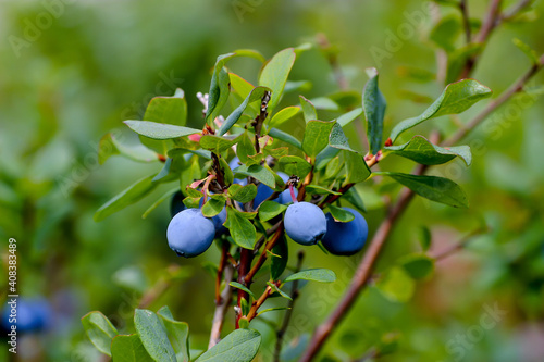 Fruits of the Bog Bilberry in summer, Northern Bilberry, Vaccinium uliginosum