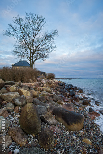 tree on the beach in risskov