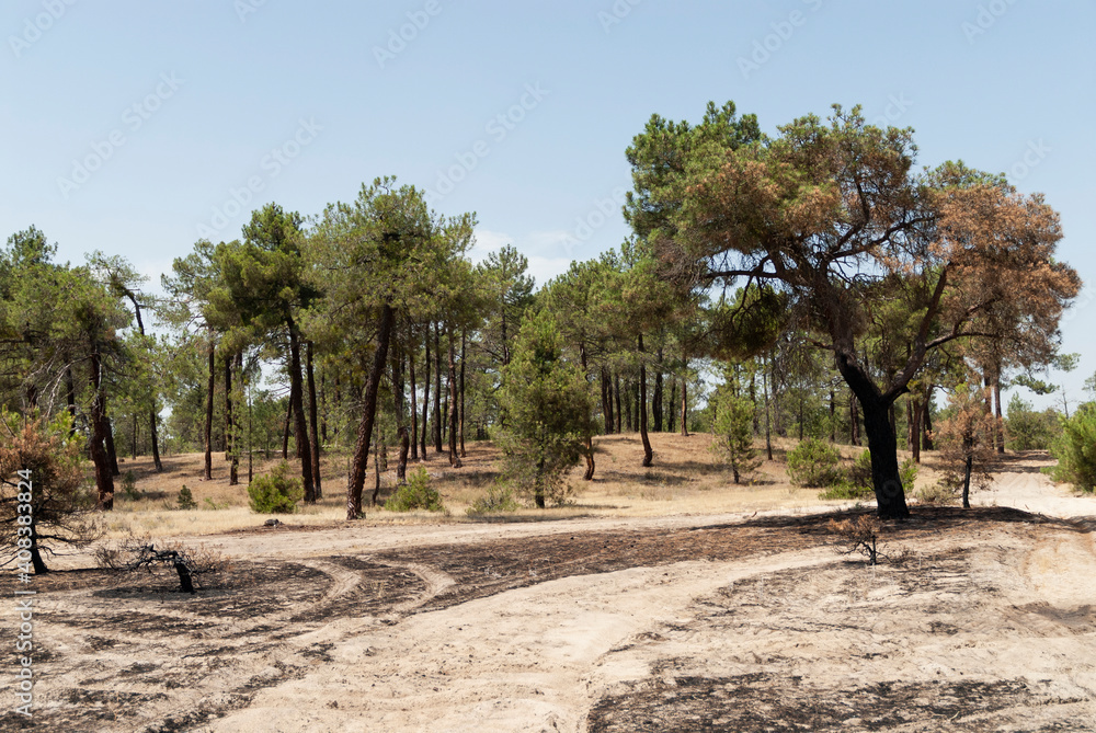 Fototapeta premium pine forest burned with living trees