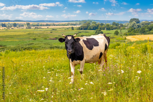 The cow grazes in a meadow in summer in sunny weather