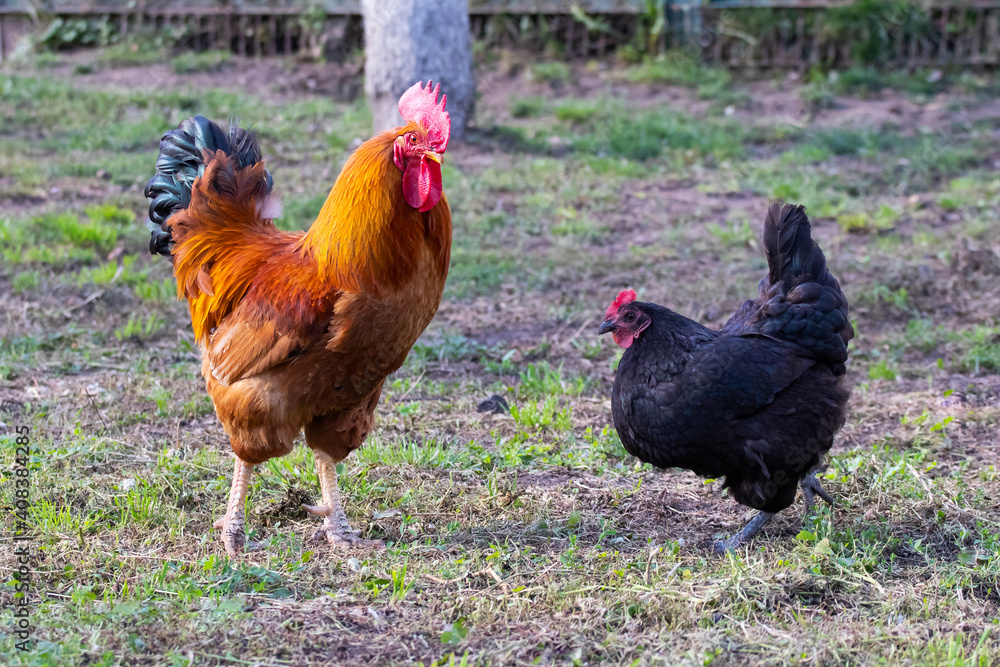 Fototapeta premium Orange rooster and black chicken in the farm garden