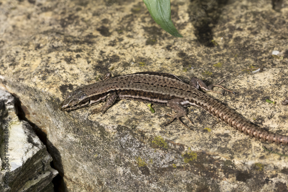 Podarcis Muralis, Common Wall Lizard From Germany Podarcis Muralis, Common Wall Lizard From Germany