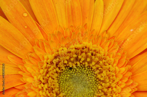 Macro image of yellow and orange flower
