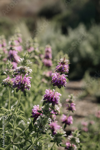 California Garden