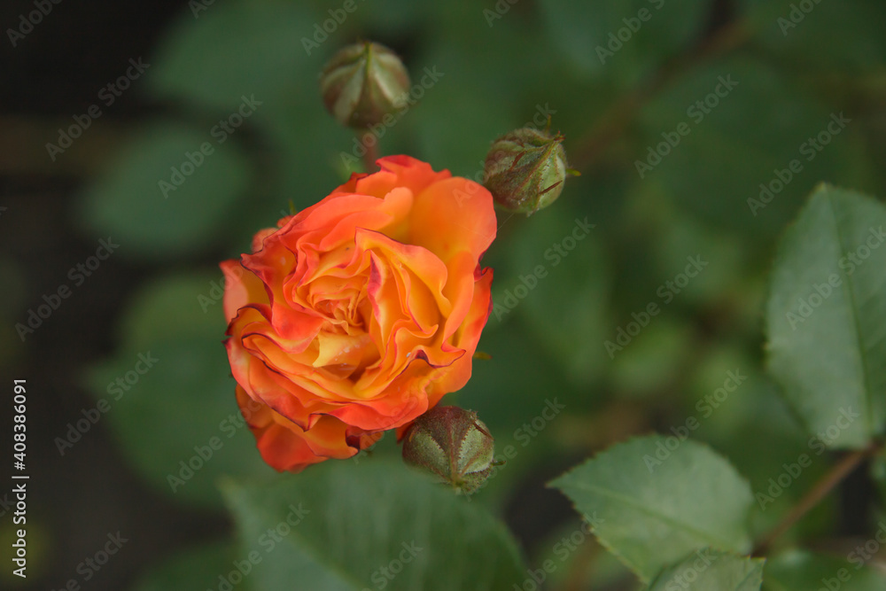 Delicate roses close up on a green background Delicate roses close up on a green background