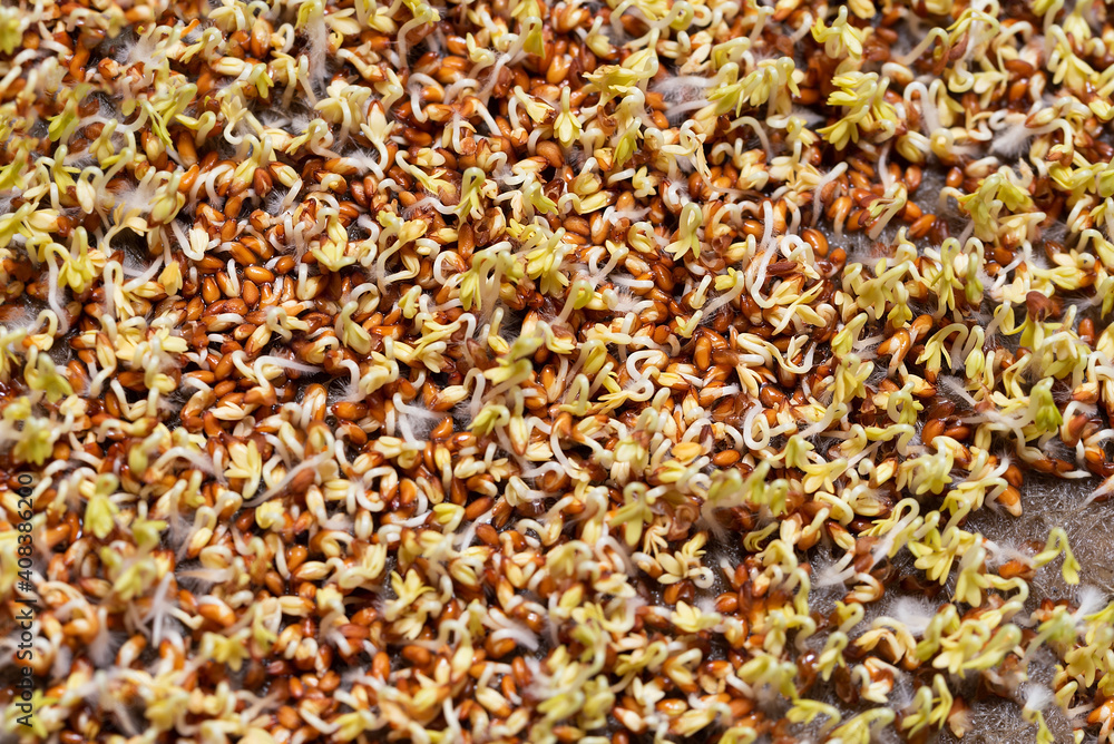 Closeup horizontal background from organic microgreen of 2 days watercress. Seed Germination at home. Vegan and healthy eating concept. Sprouted germinated from high quality organic seed. Closeup horizontal background from organic microgreen of 2 days watercress. Seed Germination at home. Vegan and healthy eating concept. Sprouted germinated from high quality organic seed.