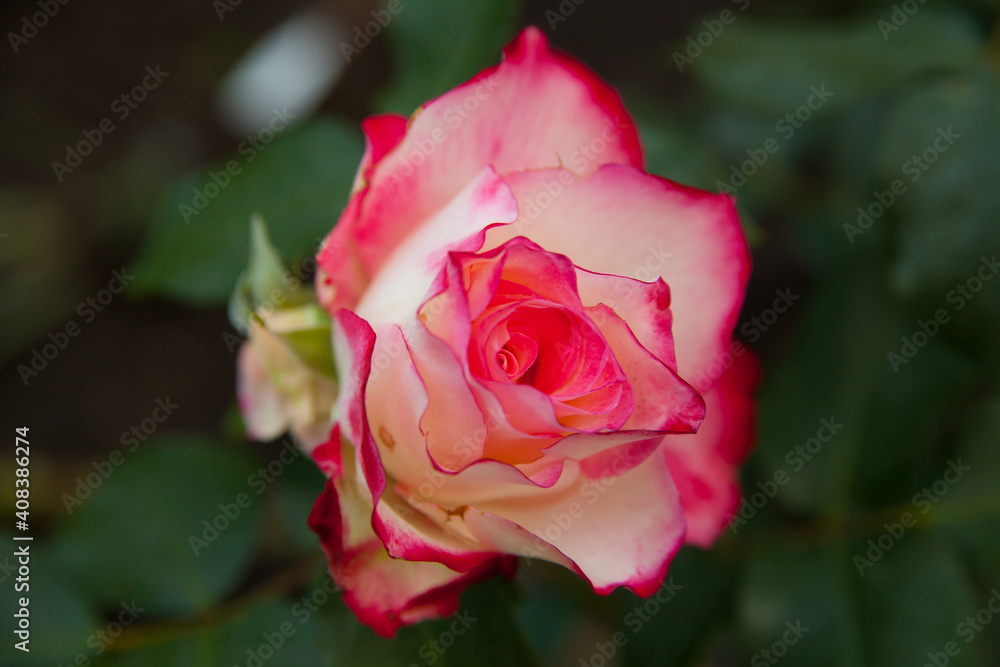 Delicate roses close up on a green background Delicate roses close up on a green background