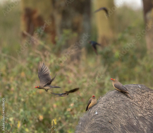 redbilled oxpecker flying off buffaloe photo