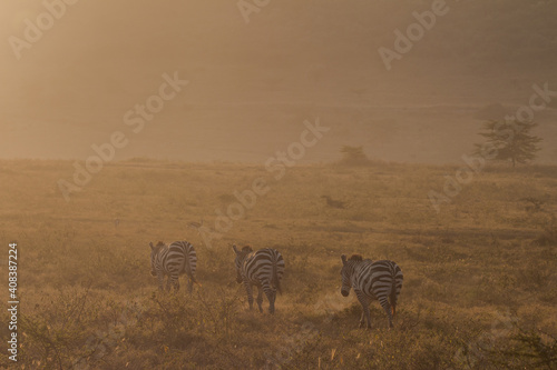 herd of zebras walking into sunrise light