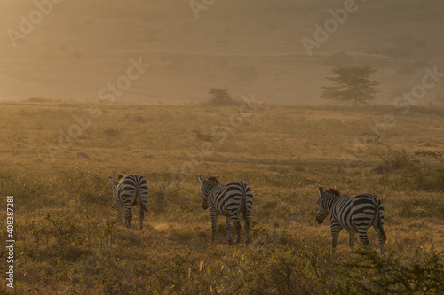 herd of zebras walking into sunrise light