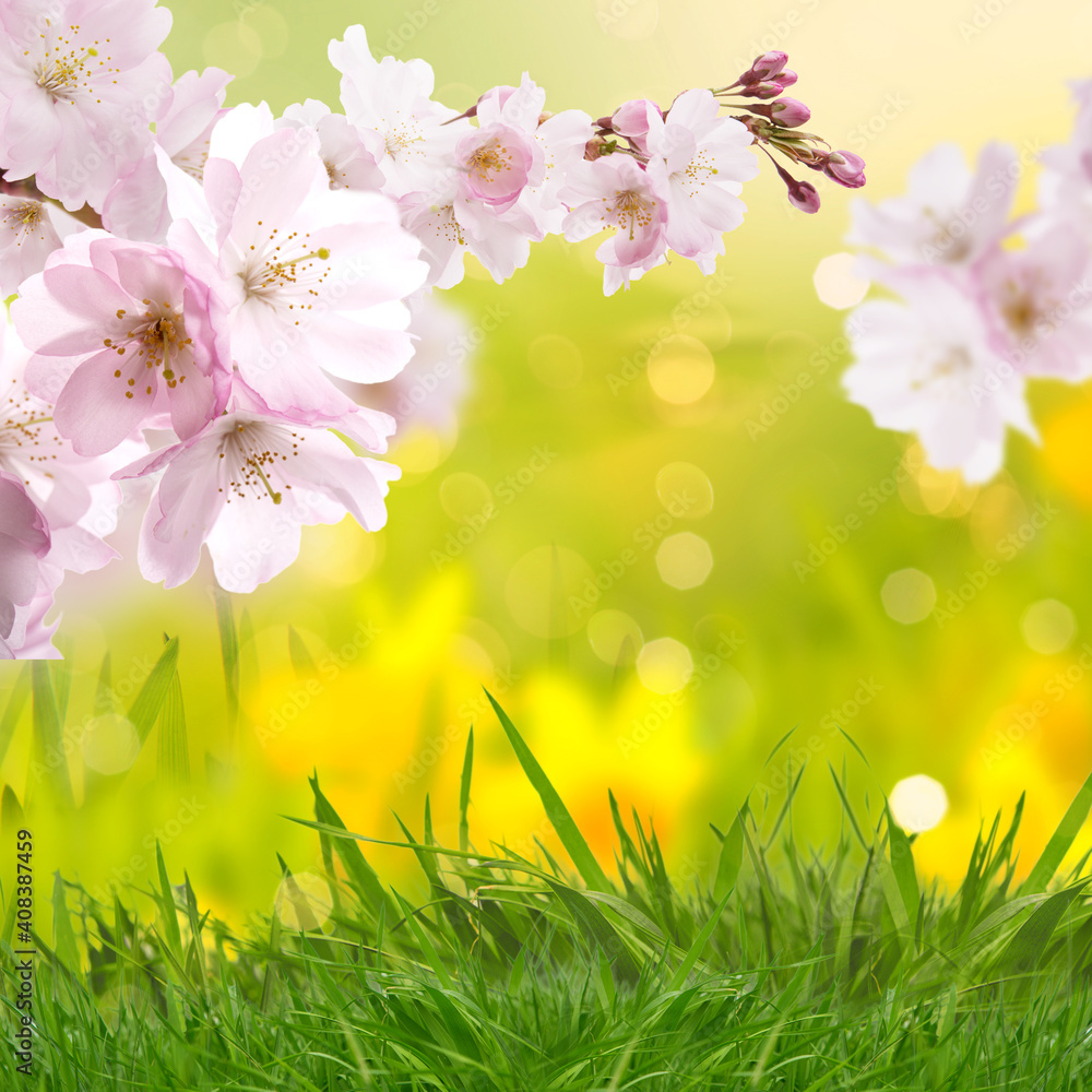 Cherry blossom tree with full bloom in spring landscape with green meadow and blur in background. Cherry blossom tree with full bloom in spring landscape with green meadow and blur in background.
