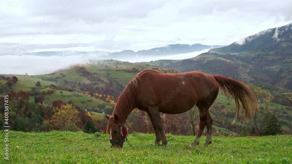 Beautiful graceful brown horse eats green grass enjoying the warm autumn sun in the clouds in the picturesque Carpathian mountains in Ukraine. UHD 4K realtime video Beautiful graceful brown horse eats green grass enjoying the warm autumn sun in the clouds in the picturesque Carpathian mountains in Ukraine. UHD 4K realtime video