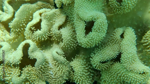 Close up of soft coral polips. Extreme close-up of the soft coral polips on the reef. Natural underwater background. Mushroom Leather Coral (Sarcophyton coral) photo