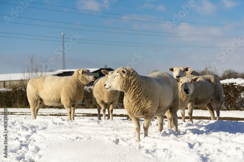 Sheep standing in a snow covered field