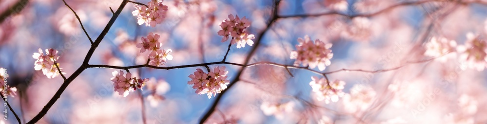 Blurred sakura tree twigs on blue background. Blurred sakura tree twigs on blue background.