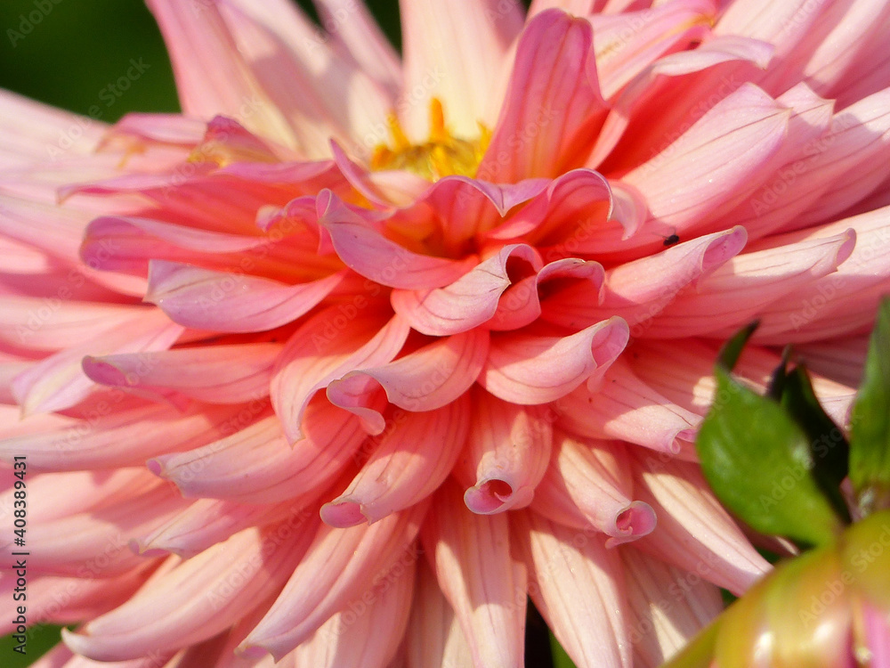 Dahlia Dahlia