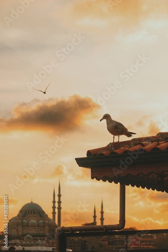 seagull on the roof © Rahmi