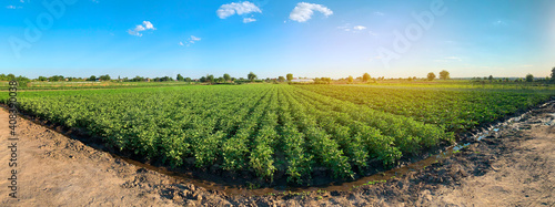 Panoramic photo of a beautiful agricultural view with potato plantations on the farm on a sunny day. Agriculture and farming. Agribusiness. Agro industry. Growing Organic Vegetables photo