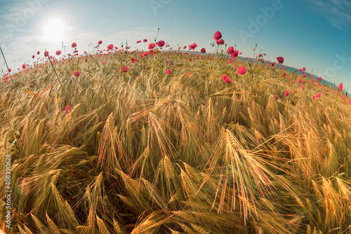 Poppies in the fields of France