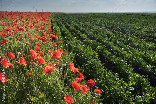 Poppies in the fields of France
