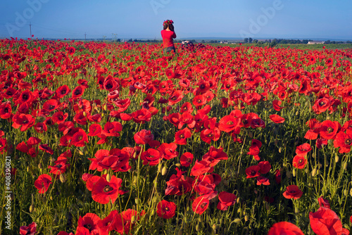 Poppies in the fields of France