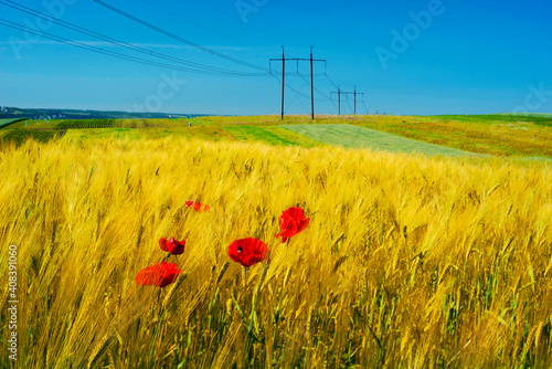 Poppies and power line