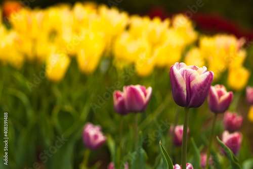 purple tulips close up on a background of yellow tulips