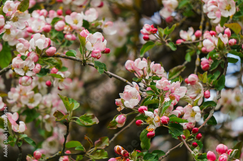 Tender pink flowers and buds of an apple tree on a branch in the garden. © lizaveta25