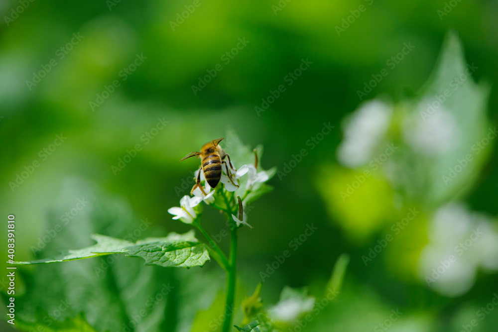 honey bee, spring background. bee sits on a green leaf. green leaves and small white forest flowers. bee on flowers, natural blurred green background. bee close-up, back view honey bee, spring background. bee sits on a green leaf. green leaves and small white forest flowers. bee on flowers, natural blurred green background. bee close-up, back view