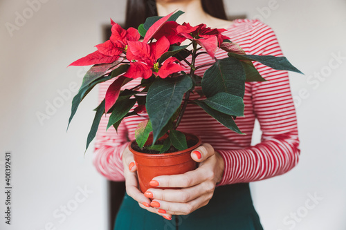 Woman holding poinsettia plant while standing at home photo