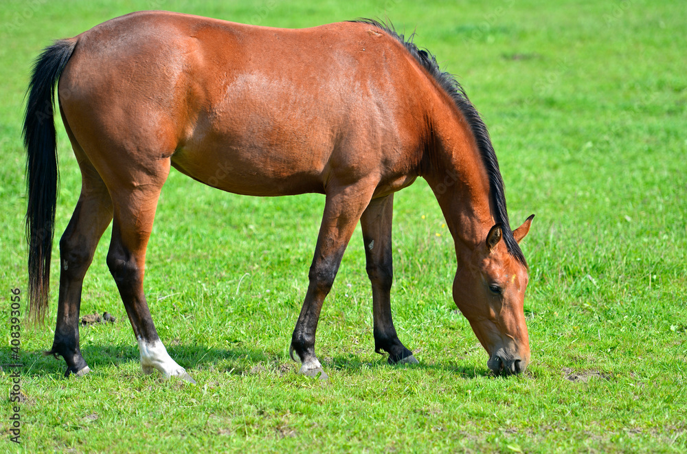 Arabian Horse Grazing On A Pasture Arabian Horse Grazing On A Pasture
