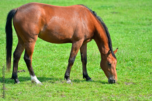 Arabian Horse Grazing On A Pasture © Stockfotos