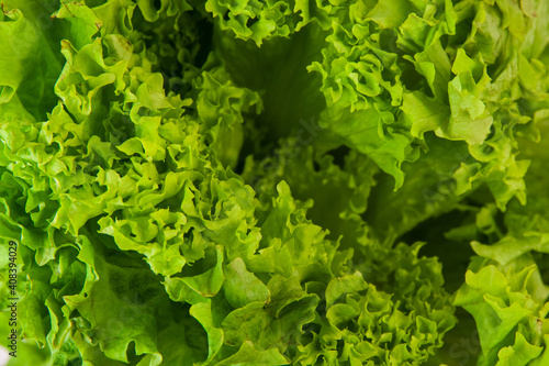Raw lettuce salad close up