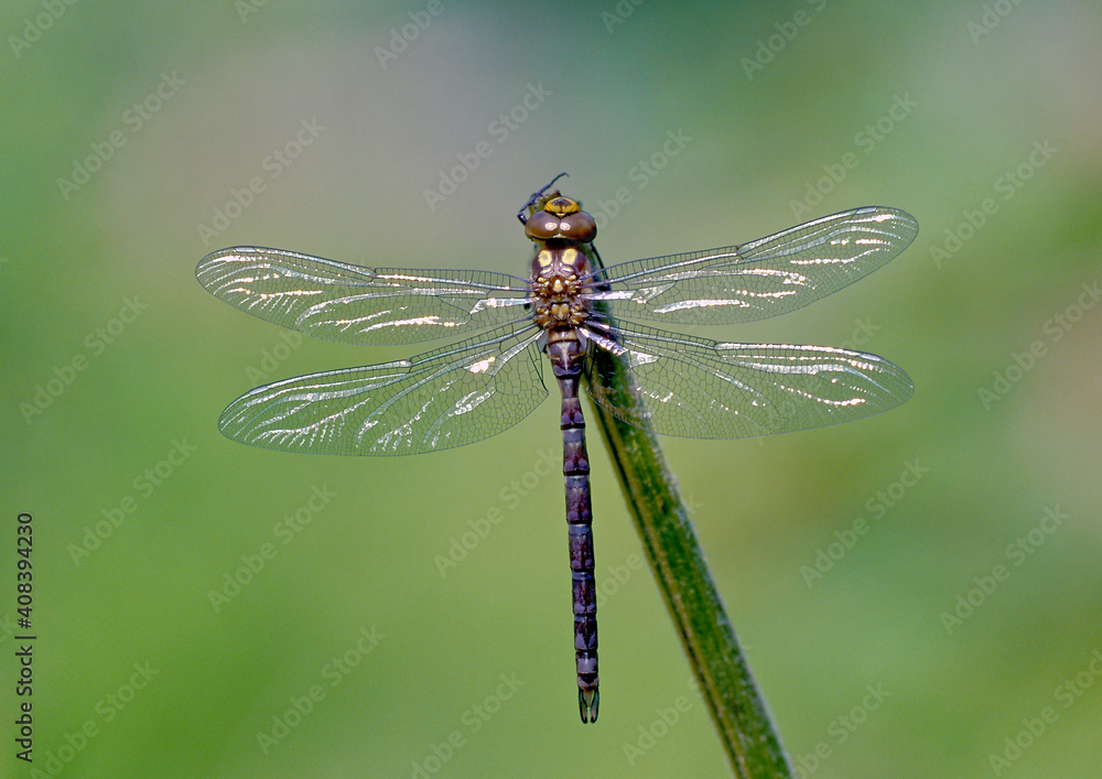 Blue Darner Blue Darner