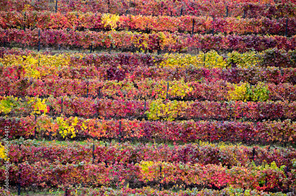 Colorful autumn landscape of oldest wine region in world Douro valley in Portugal, different varietes of grape vines growing on terraced vineyards, production of red, white and port wine. Colorful autumn landscape of oldest wine region in world Douro valley in Portugal, different varietes of grape vines growing on terraced vineyards, production of red, white and port wine.