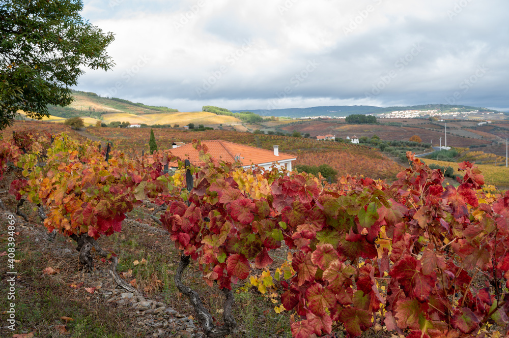 Oldest wine region in world Douro valley in Portugal, colorful very old grape vines growing on terraced vineyards, production of red, white and port wine. Oldest wine region in world Douro valley in Portugal, colorful very old grape vines growing on terraced vineyards, production of red, white and port wine.