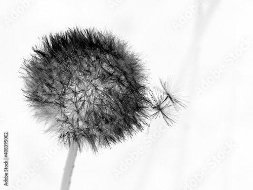 Foto Blowball, Dandelion Abstract