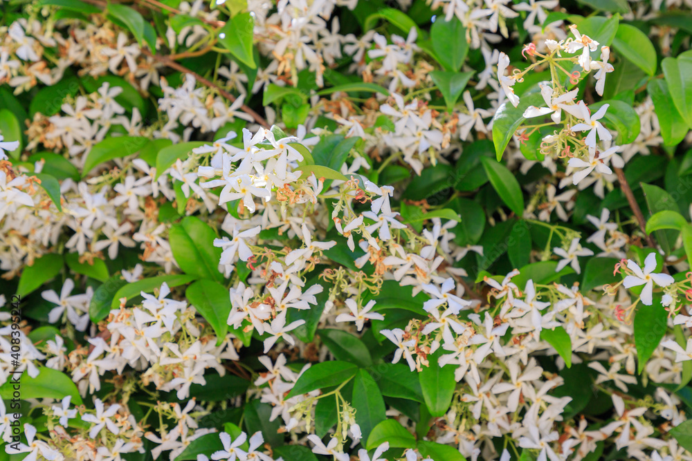 Hedge of Jasmine flowers and plant Hedge of Jasmine flowers and plant