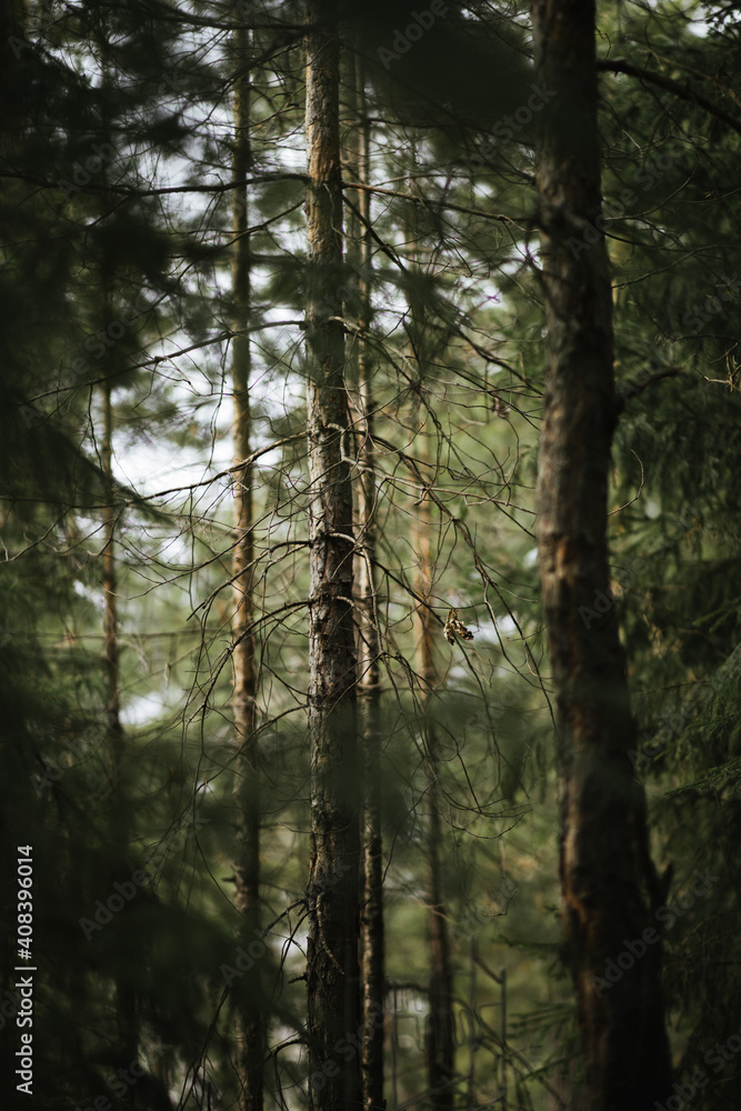 Fototapeta premium trees in the forest