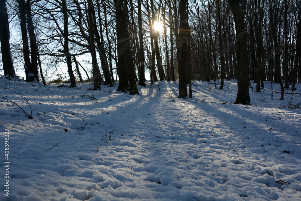 Many snow and long shadows at sunrise in a forest Many snow and long shadows at sunrise in a forest