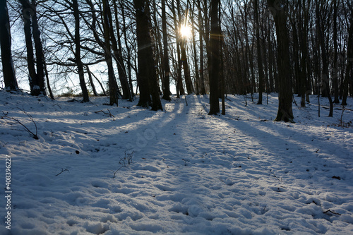 Many snow and long shadows at sunrise in a forest